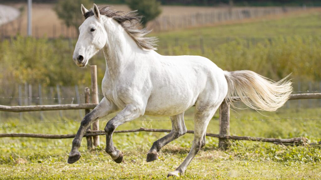 A white horse running on grass