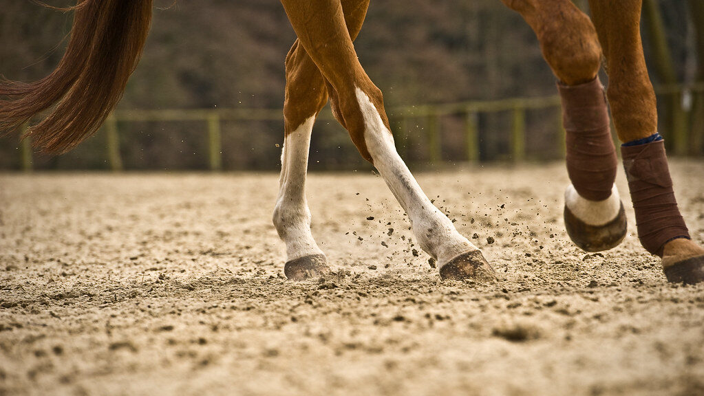A brown horse moving