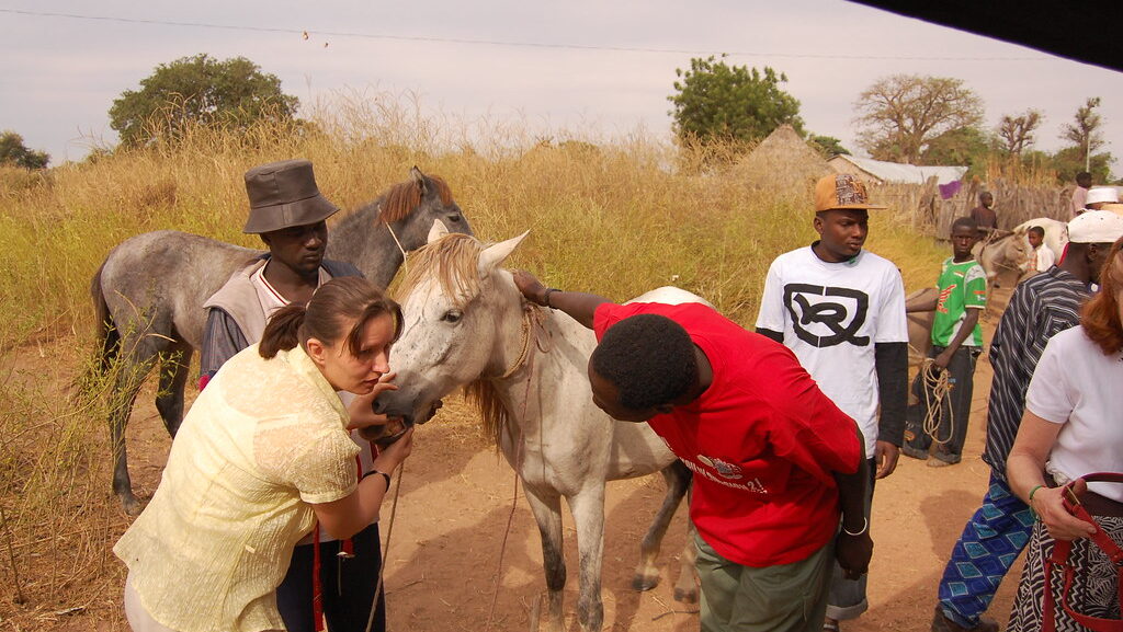 doctor check the horse health