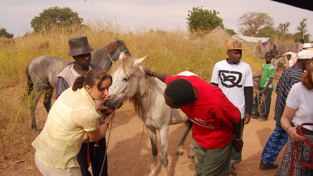 A woman checking the horse health