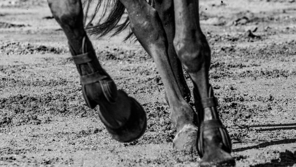 horse on field