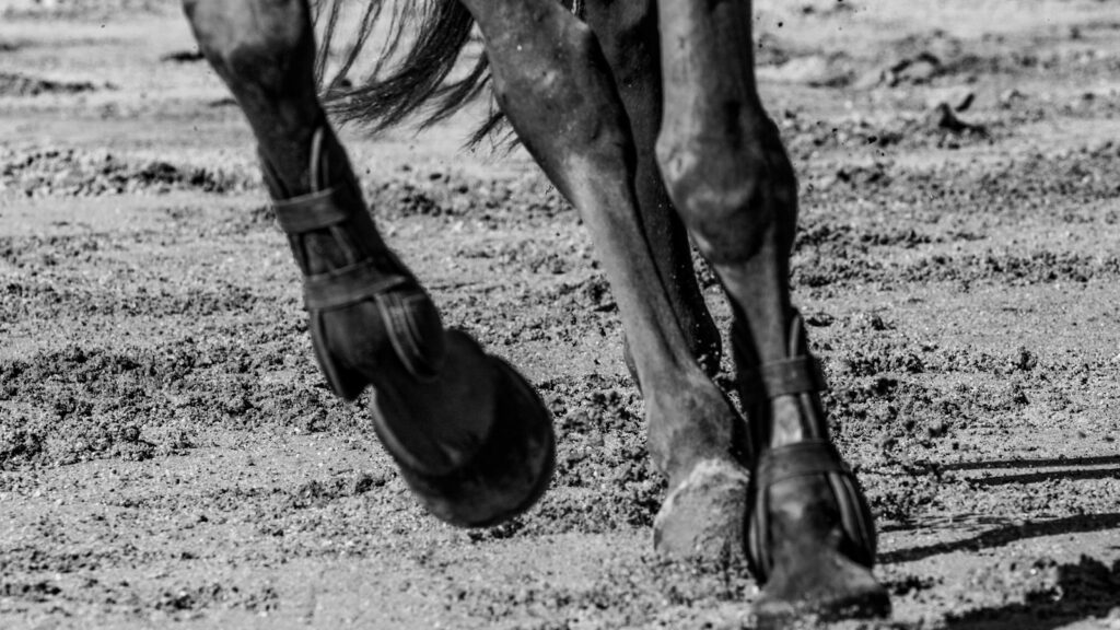 grayscale photo of horse on field