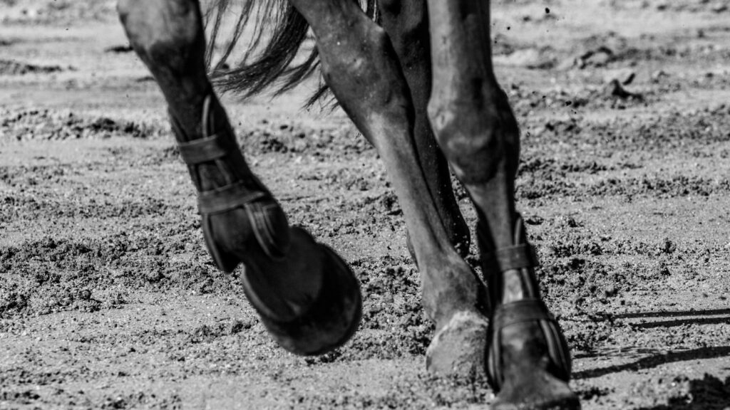 horse on field