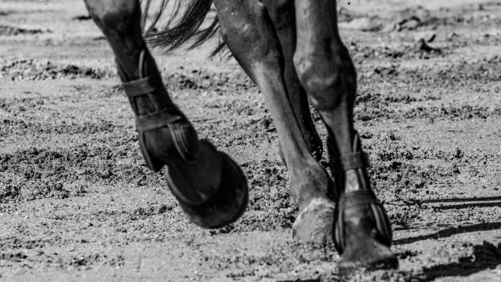 grayscale photo of horse on field