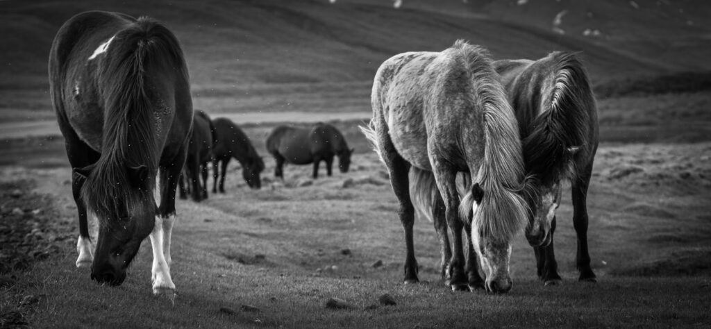 goup of horses on grass field
