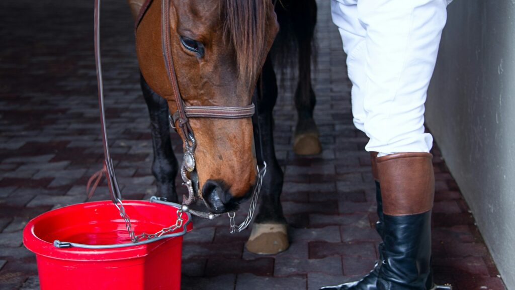 person standing beside horse and red bucket