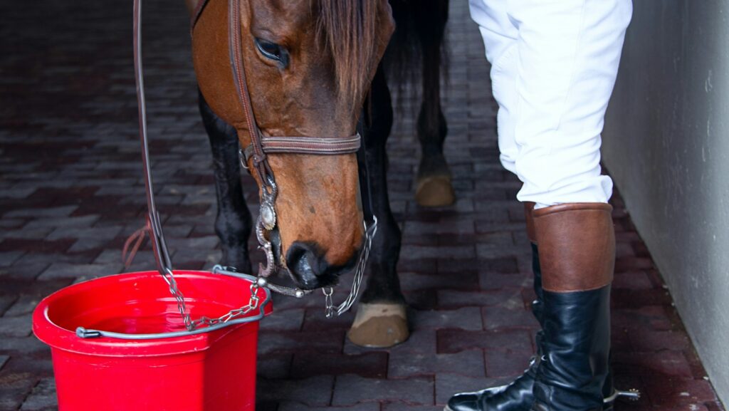 person standing beside horse and red bucket