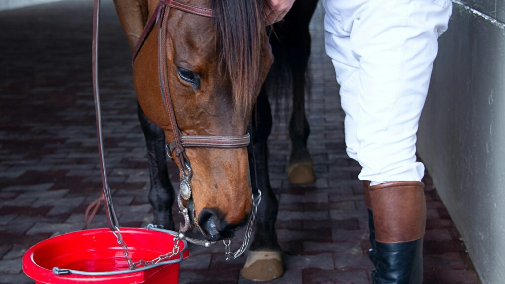 person standing beside horse and red bucket