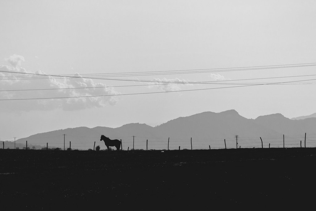 war horse