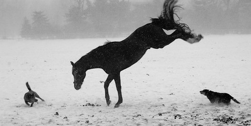 A black horse jumping in the field