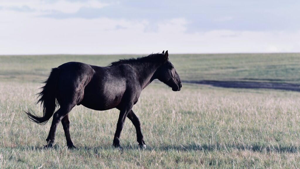 black horse on green grass field during daytime