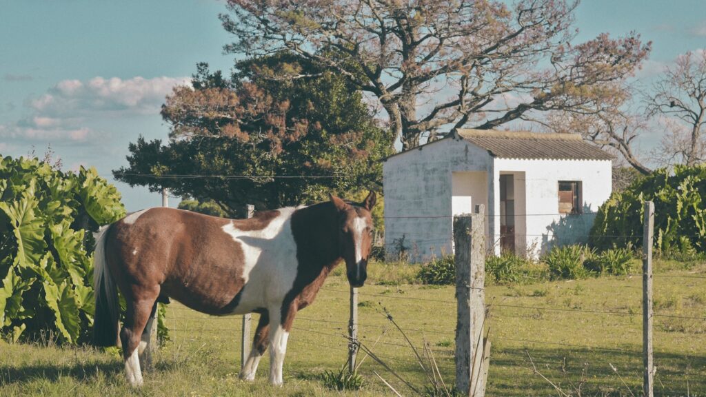 A brown and white horse standing on top of a lush green field