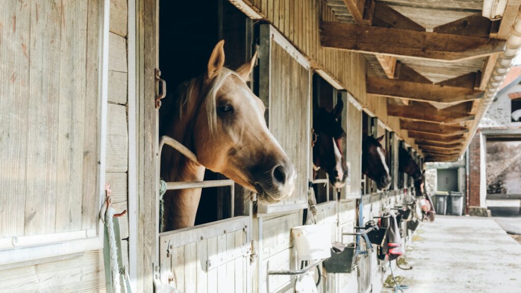 group of horse inside wooden cage during daytime