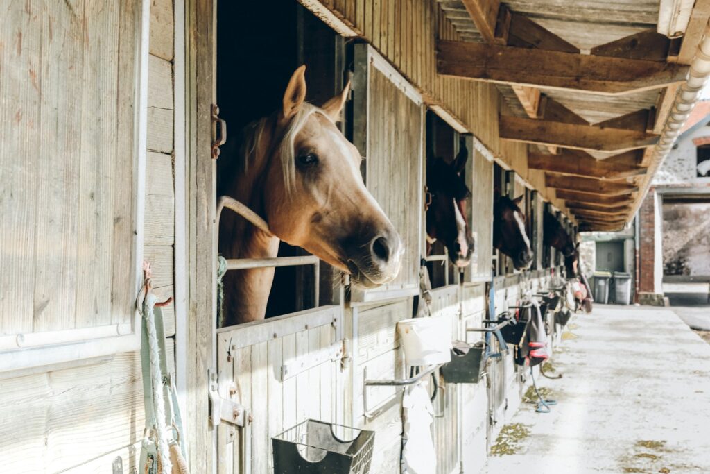 Group of horse inside wooden cage during daytime