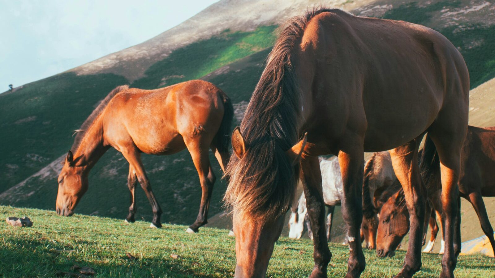 Horses graze peacefully in a green, mountainous field.