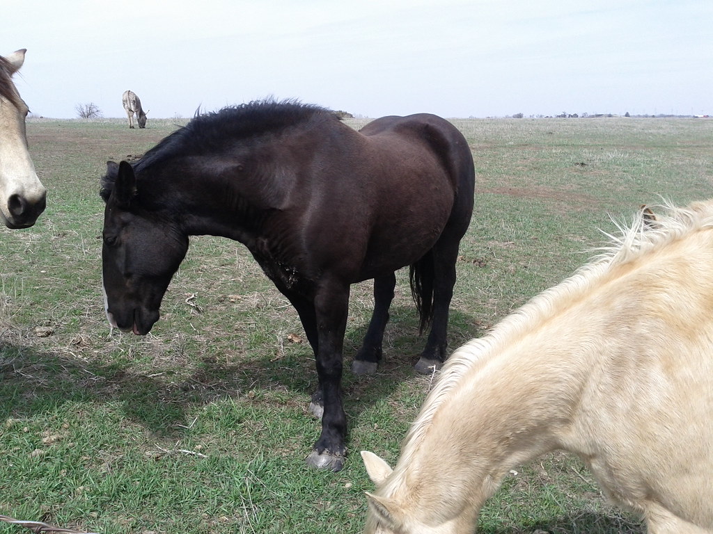 Horses looking to eat grass Horses looking to eat grass