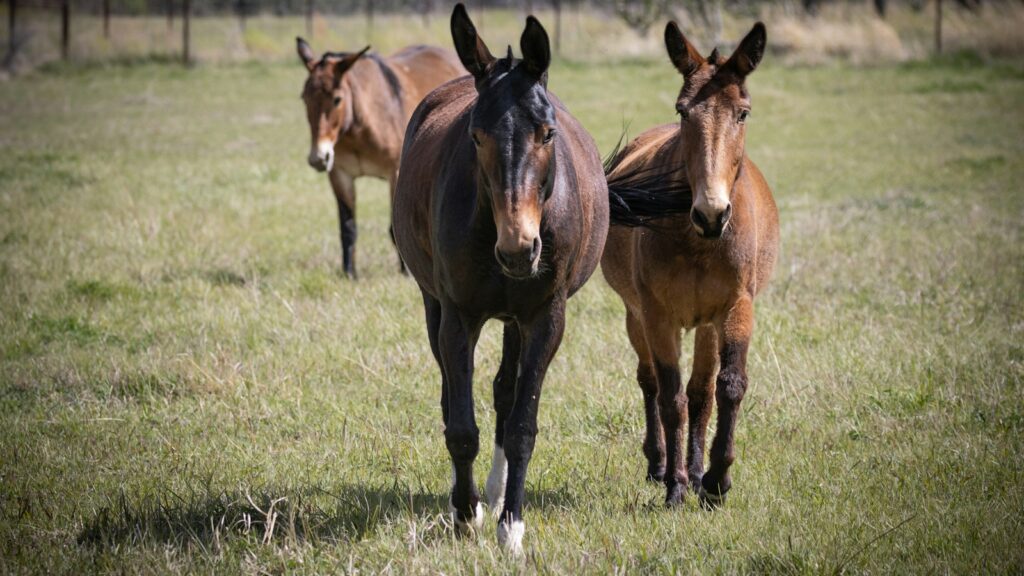 a couple of brown horses standing on top of a grass covered field