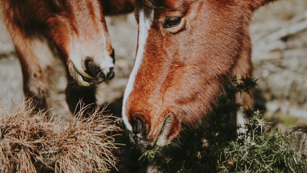 two red horses eating grasses