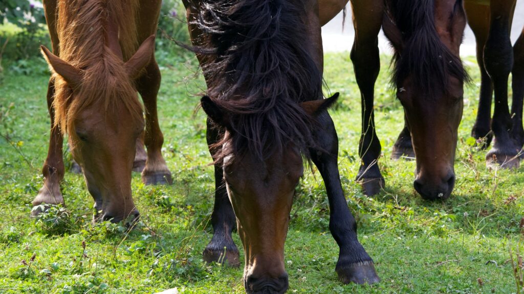 a group of horses grazing on grass in a field