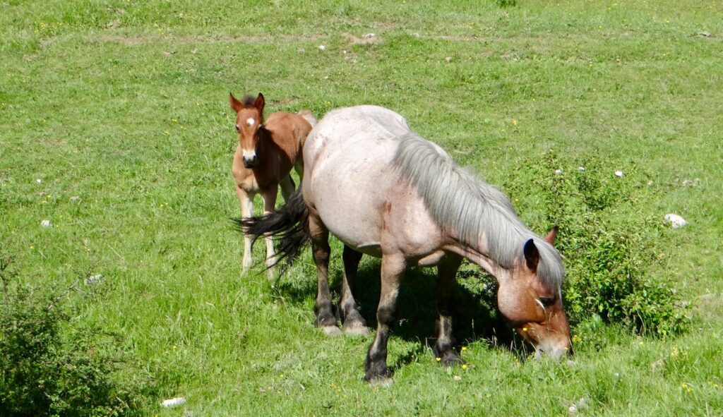 A couple of horses standing on top of a lush green field