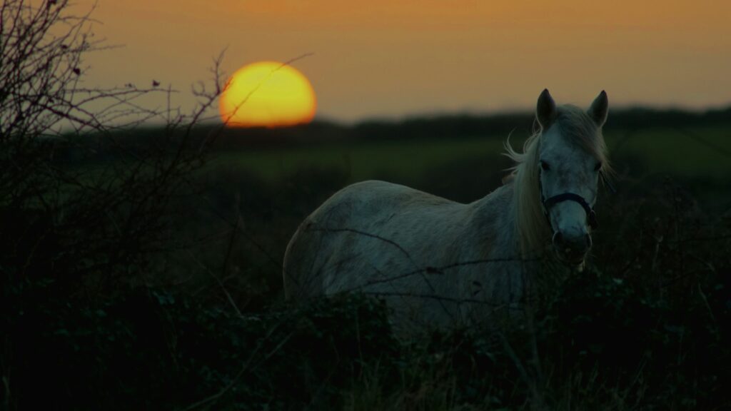 a horse standing in a field at sunset