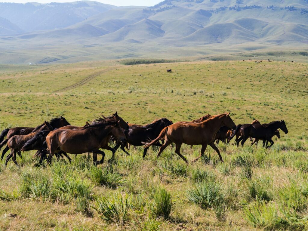 Herd of brown horses on green grass field during daytime
