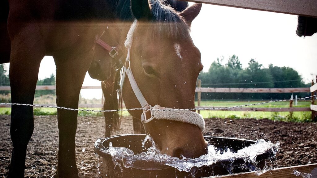 A horse drinking water out of a bucket