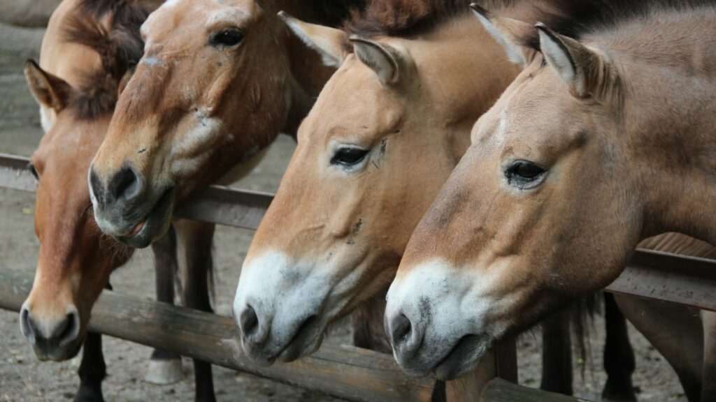 horses standing next to each other