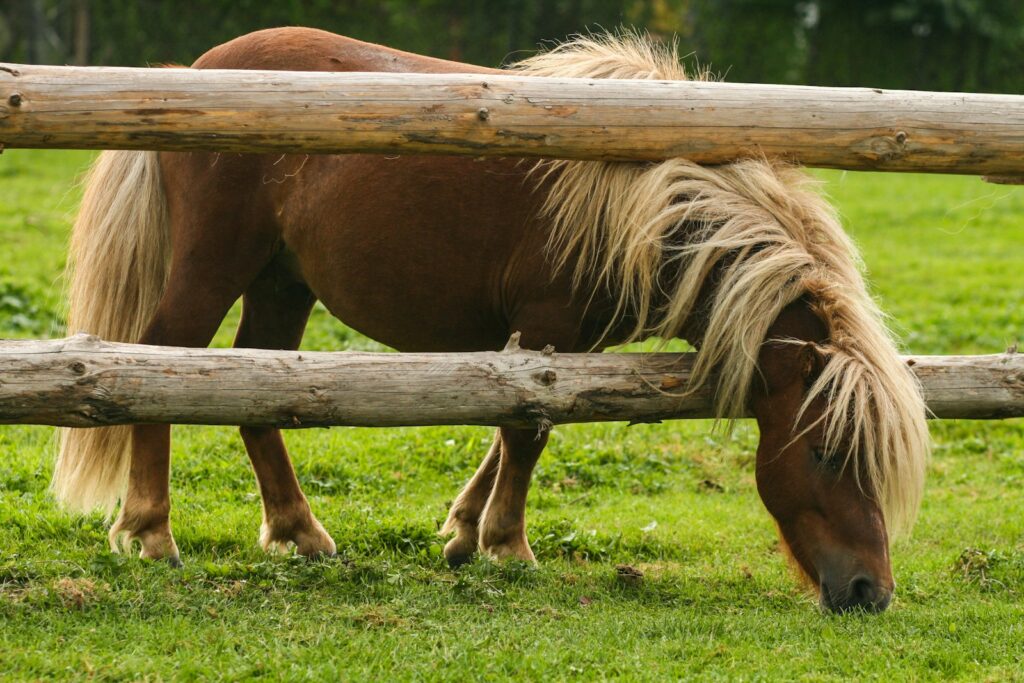 Brown pony eating grass near brown wooden fence