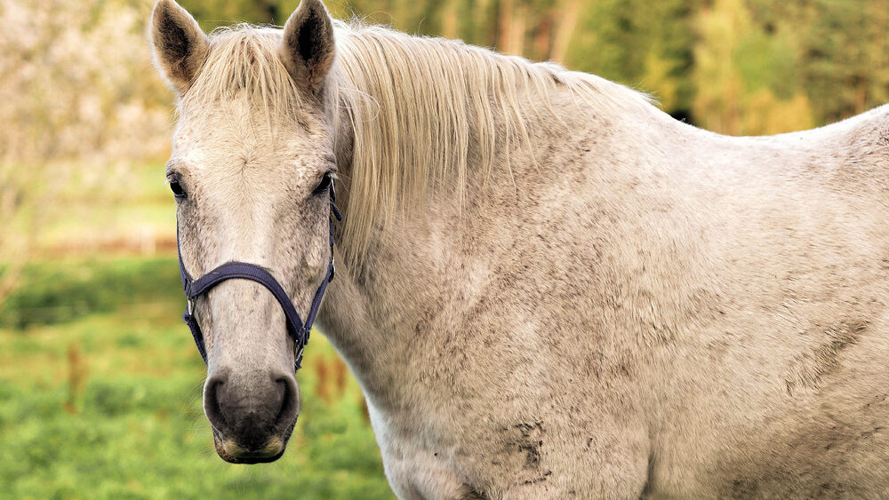 Horse standing in the green field