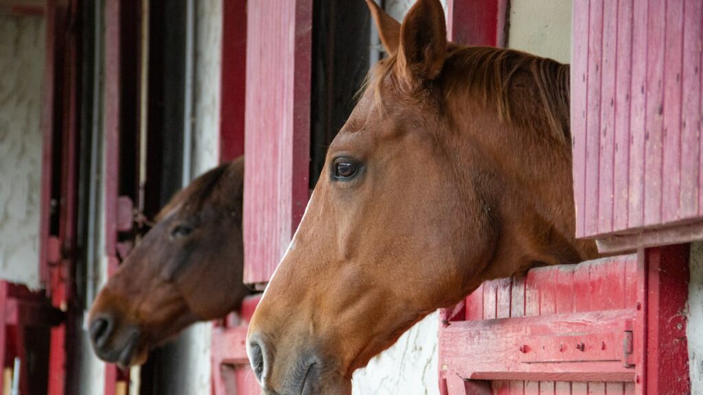 brown horse in front of white and red wooden house