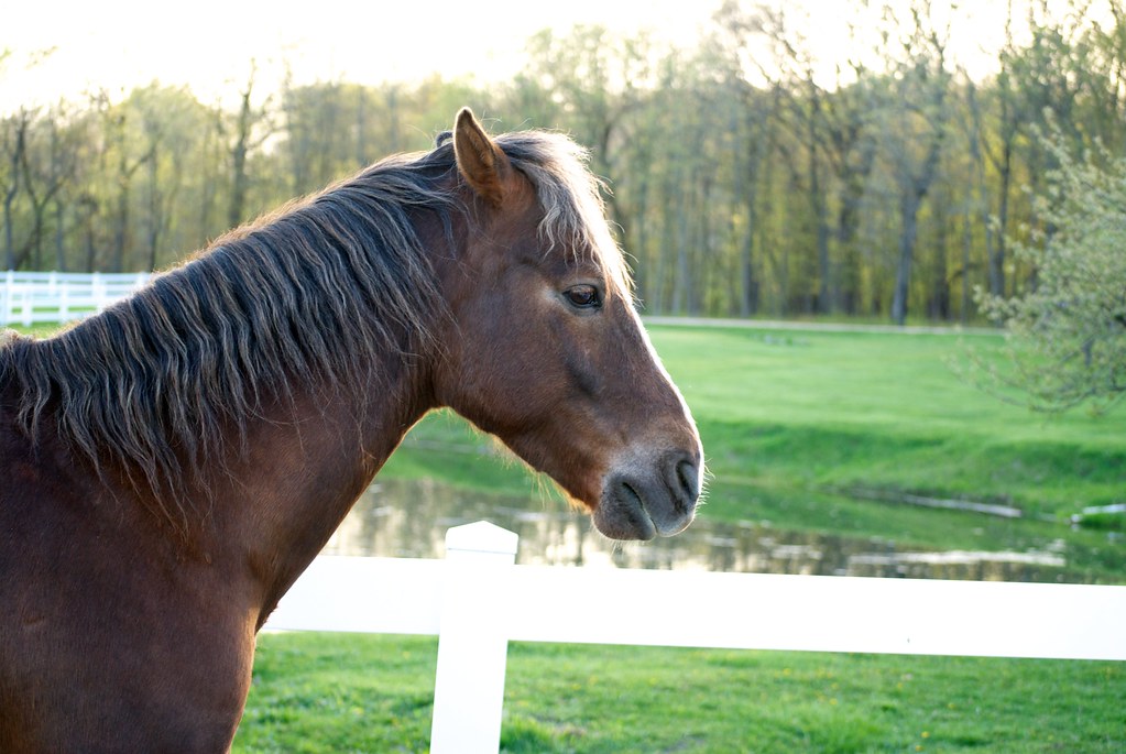 Morgan Horse Closeup