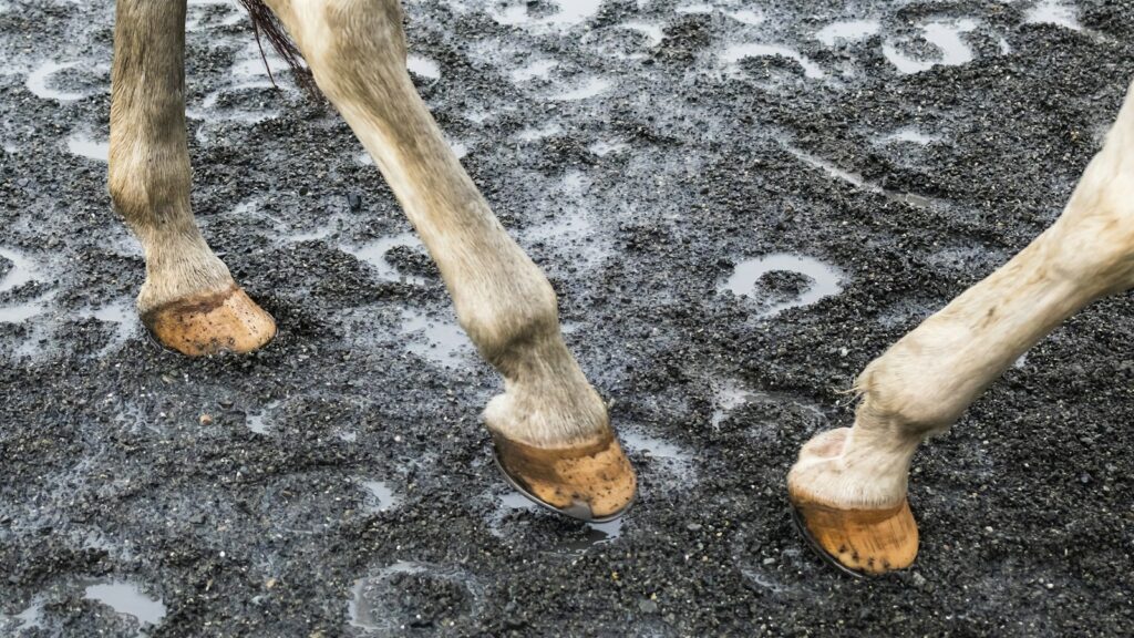 a close up of a horse's legs and feet