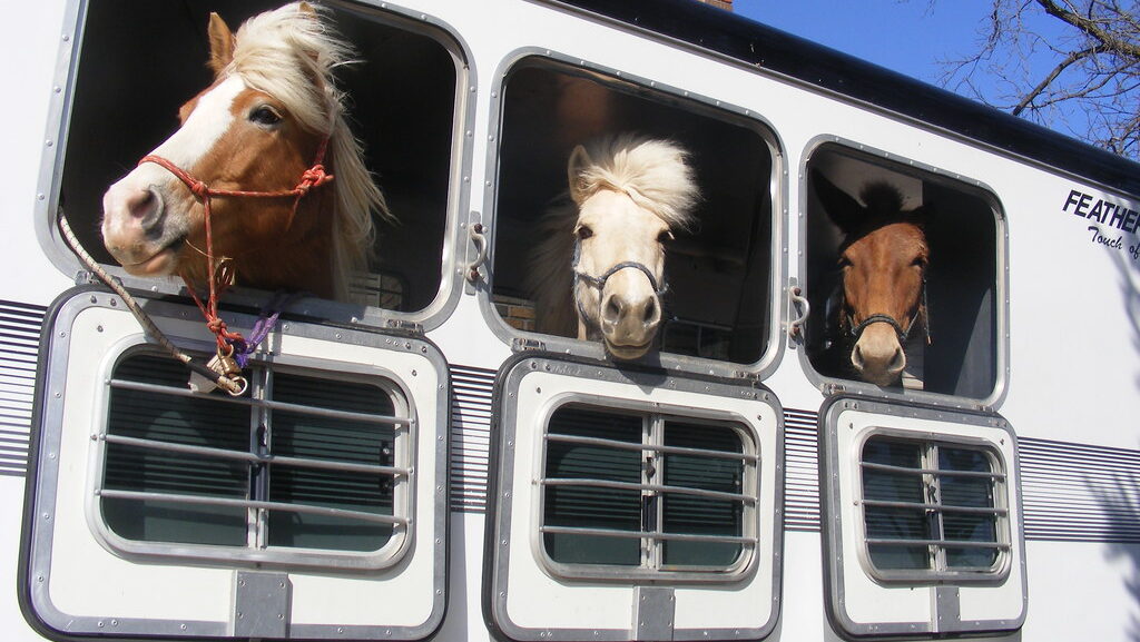 Three horses in a trailer