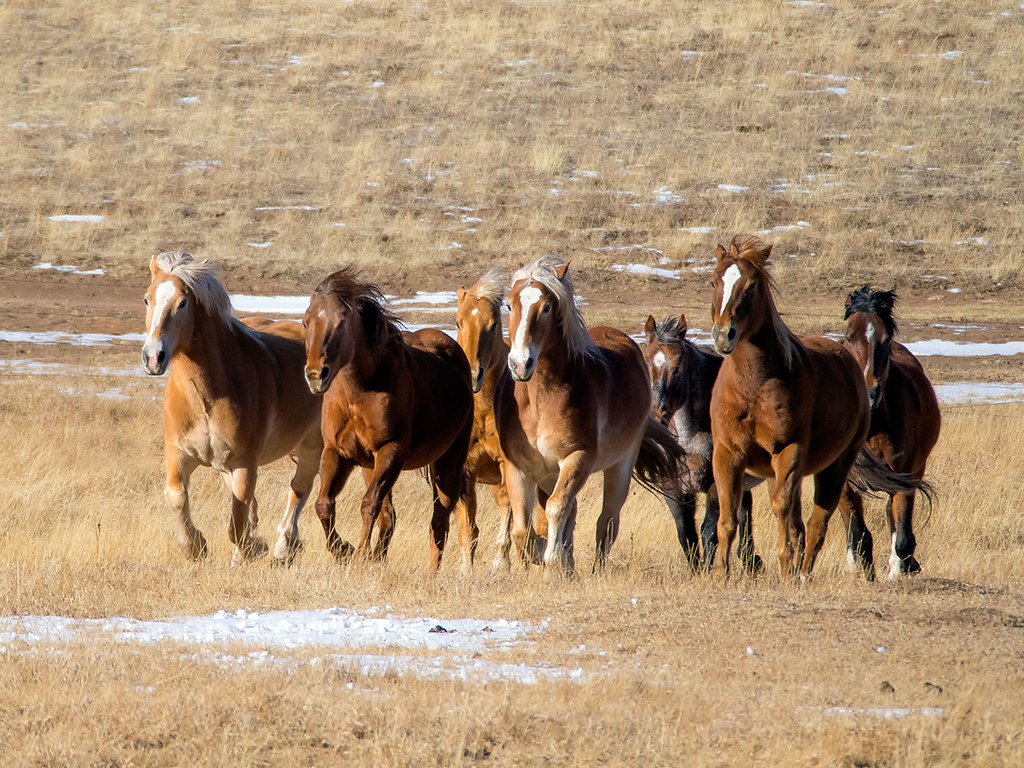 Running Mustang Herds
