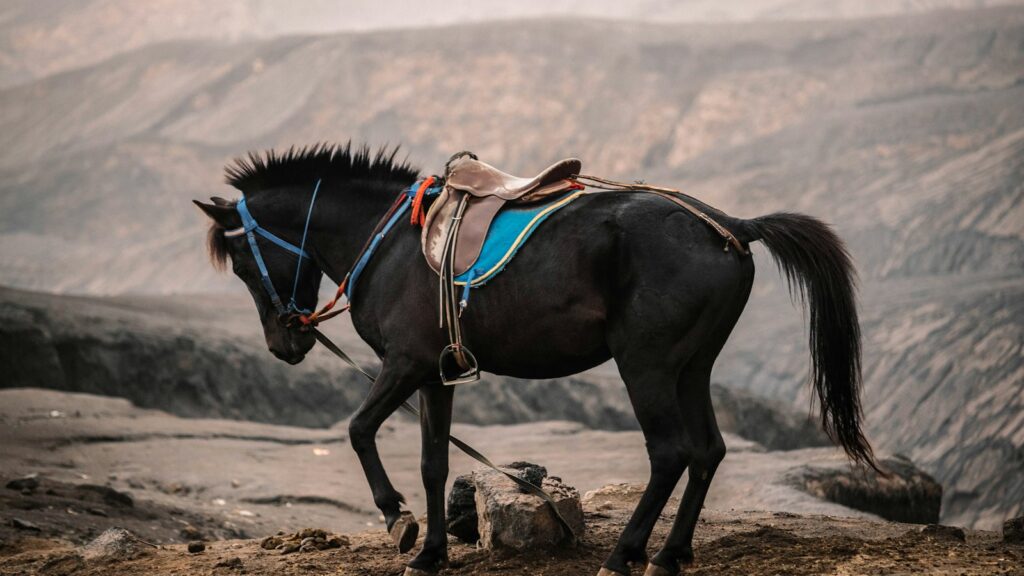 black horse running on brown sand during daytime
