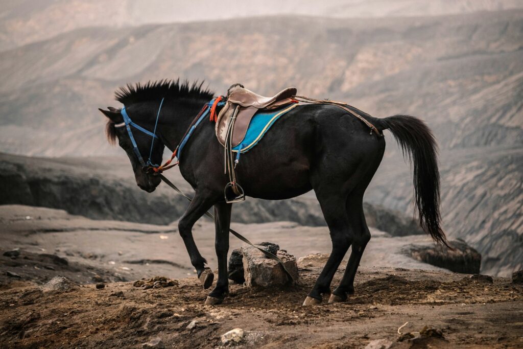 Black horse running on brown sand during daytime