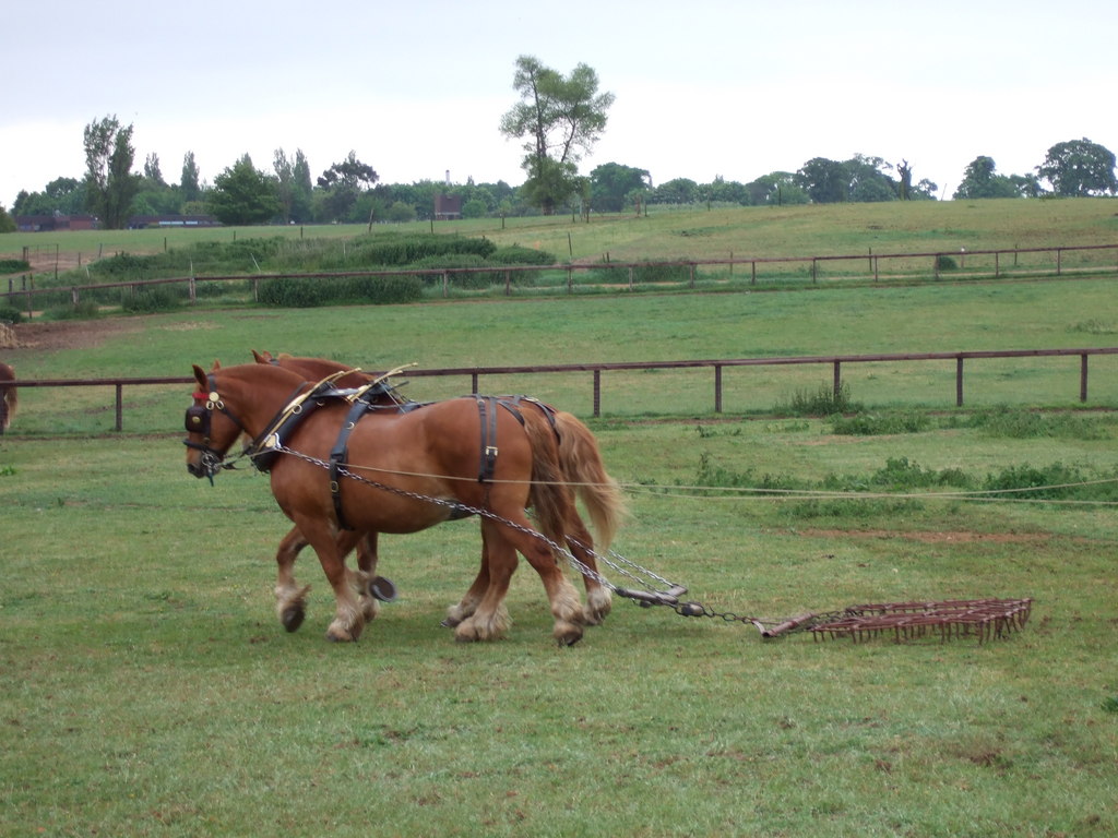 Suffolk Punch Horses working on a farm