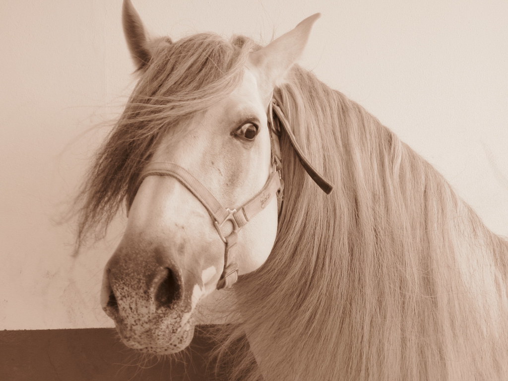 Pura Raza Española Horse Breed