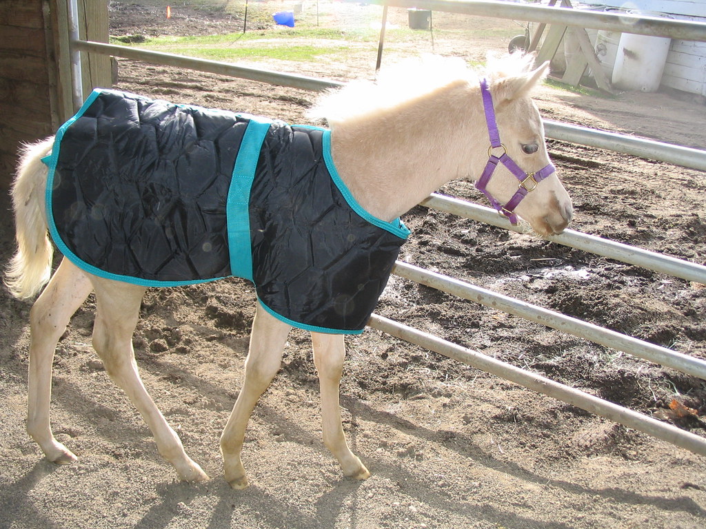 Palomino colt in horse blanket
