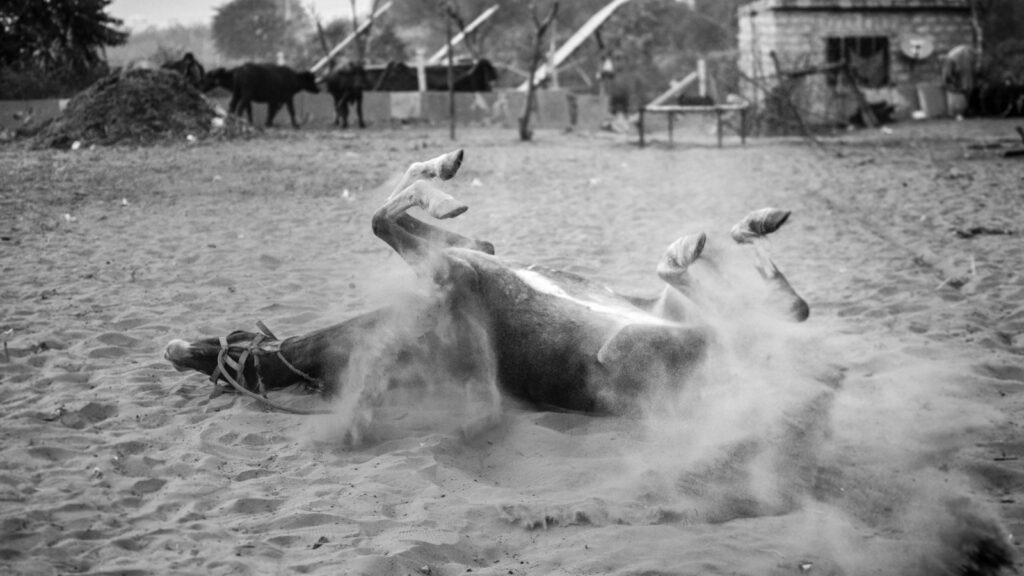 grayscale photo of animal on ground