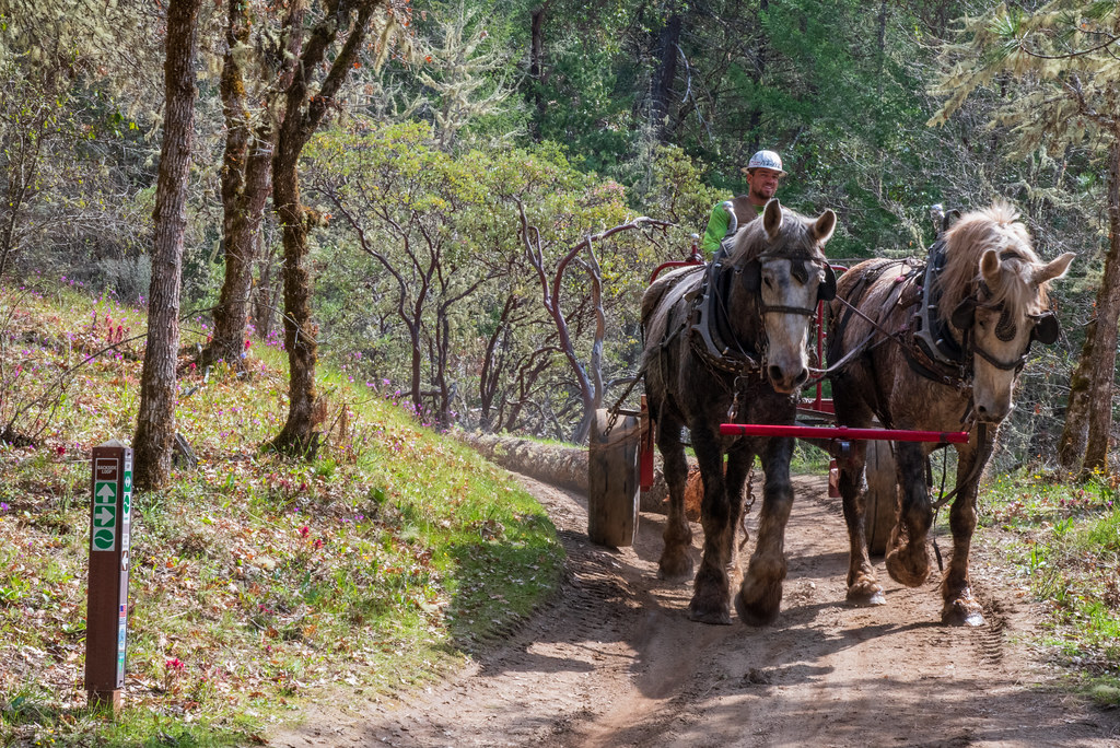 Horse logging in Cathedral Hills