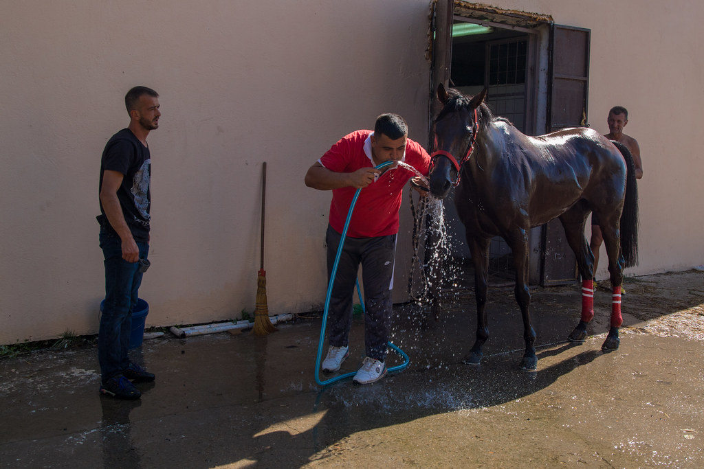 Owner and horse drinking water together out of a garden hose