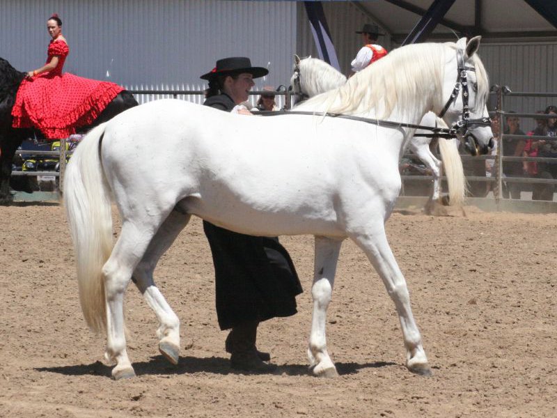 White Andalusian Horse