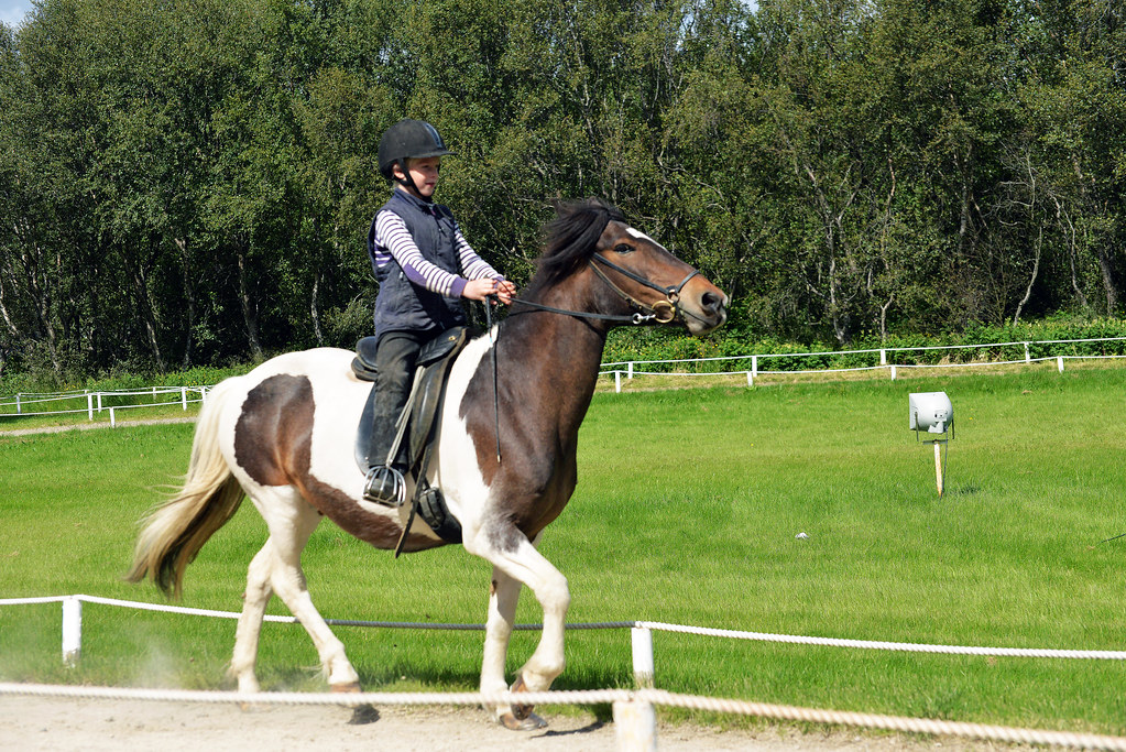 Horse gait