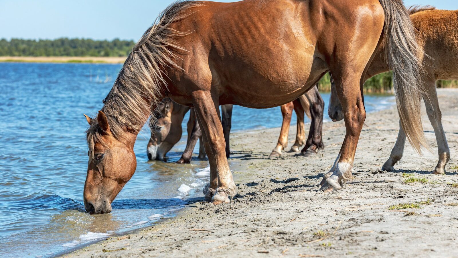 brown horse running on water during daytime