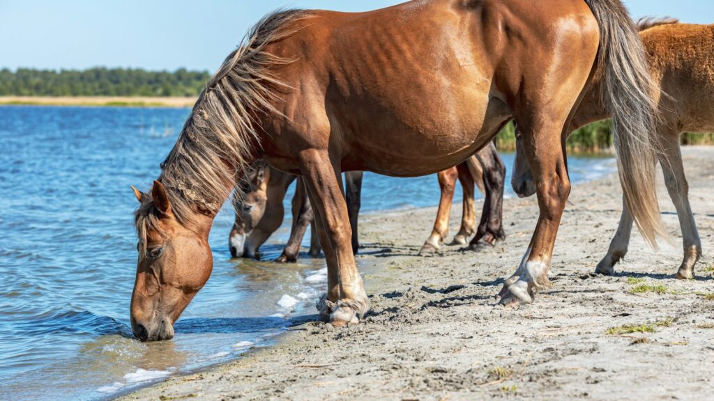 brown horse running on water during daytime