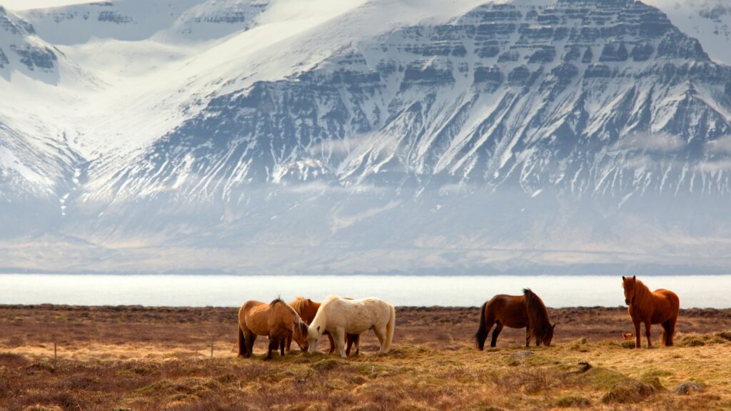 five assorted-color horses on grass field in front of mountain