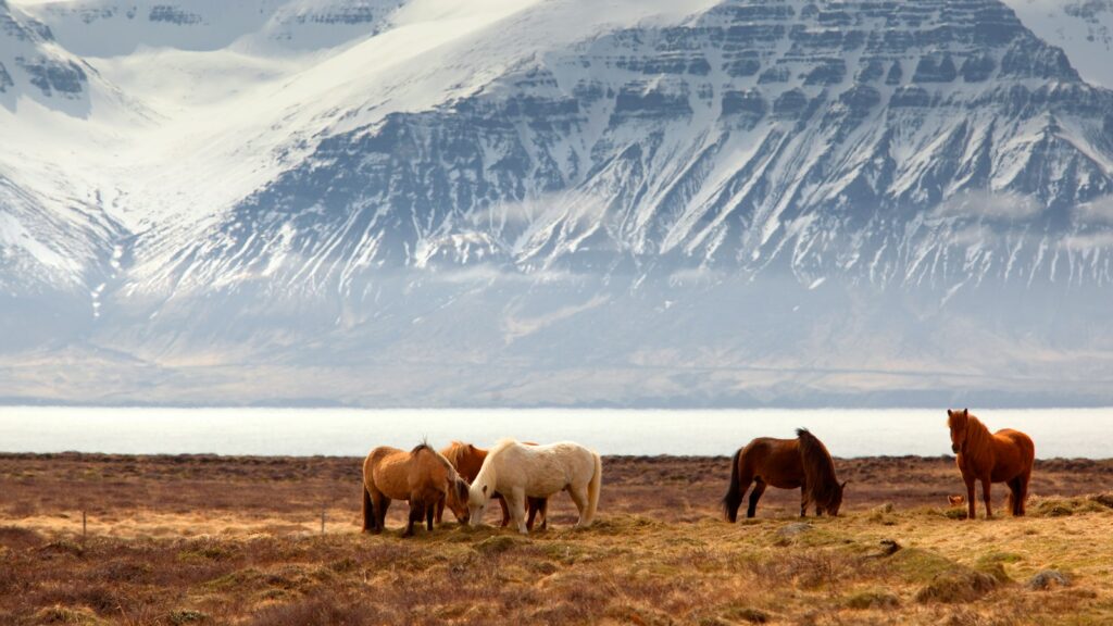 photography of five assorted-color horses on grass field in front of mountain