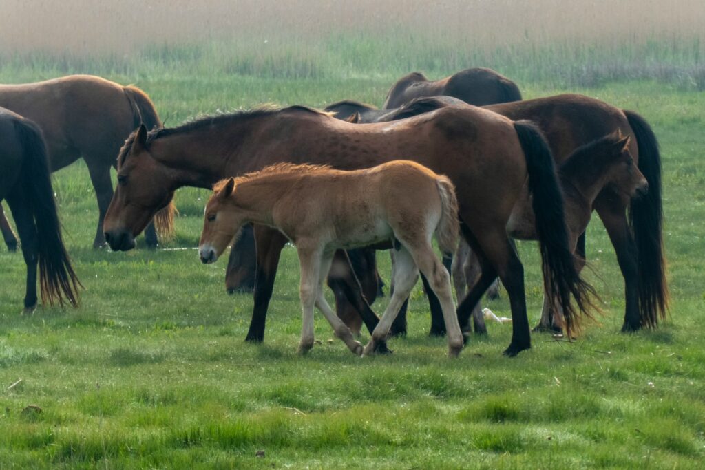 Herd of horses